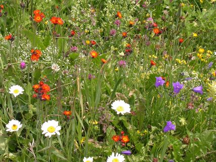 Fauna und Flora Schanfigg