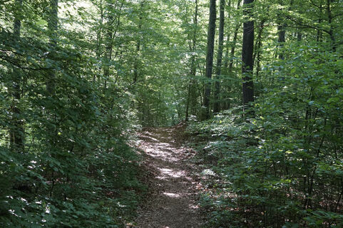 Wandern im Wald
