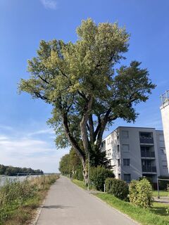 Foto von buwal entlang der Tour