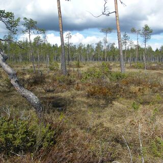 Moorlandschaft auf dem Rytikönkään-Reissu-Weg im Oulanka-Nationalpark