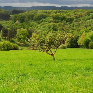 Naturschutzgebiet Sauernberg