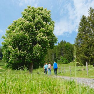 Über Wald- und Wiesenwege