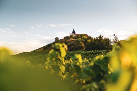 Michaelsberg Cleebronn