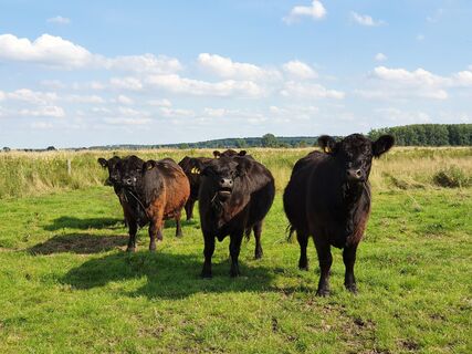 Galloway-Rinder in Stade-Ottenbeck