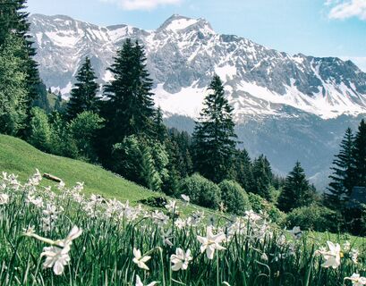 Die Narzissen leuchten mit den letzten Schneeflecken am Schesaplana um die Wette