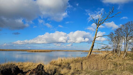 Schwimmendes Moor