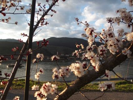 Marillenblüte am Südufer der Wachau