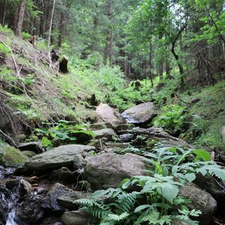 Im Wald
