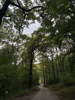 Fotografija s spletne strani Maria Krysachenko na poti