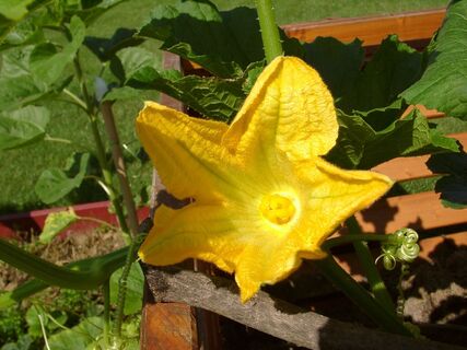 Kürbisblüte