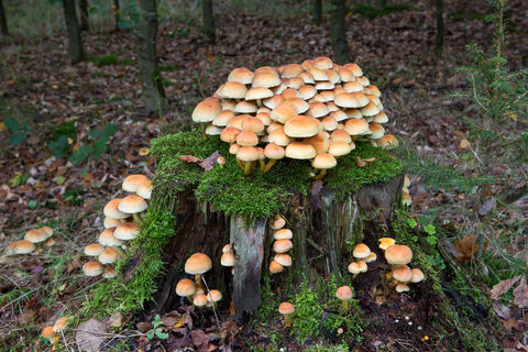 Pilze im Zwickenbachtal