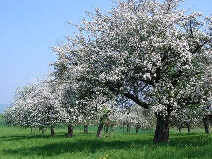 Frühlingsblüte