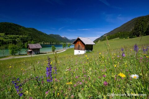 Multimedia Audioguide von Locandy am Weissensee Feuchtwiesenwanderung
