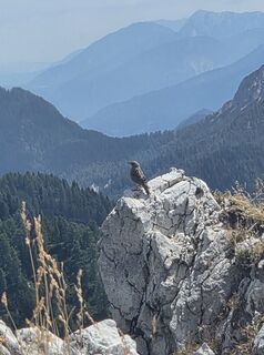 Fotografia z Florian Dürnegger na trase