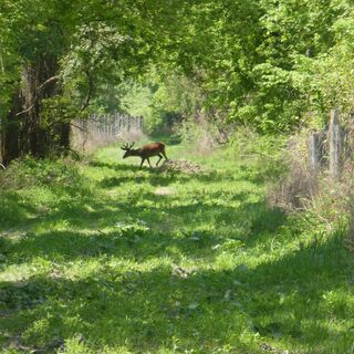 Gemenc National Forest, Pörlböly