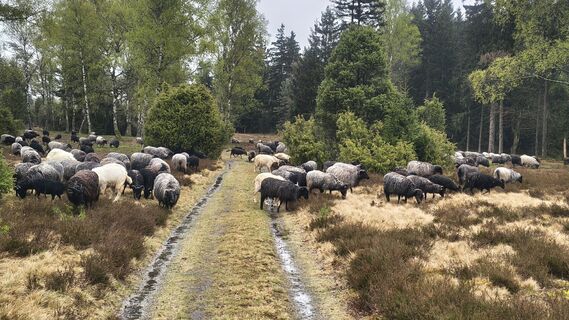Fotografija s spletne strani Sauerpurzel na poti