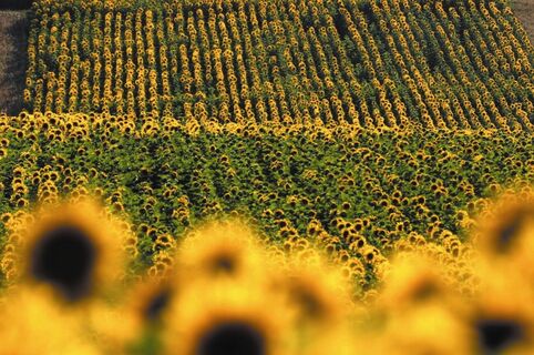 Sonnenblumenfeld