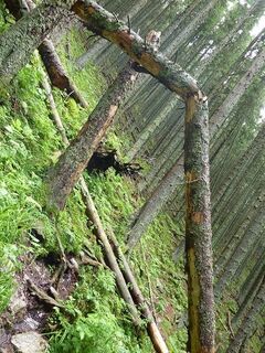Baum am Weg
