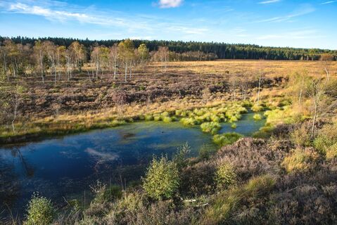 Qualitätstour Hochmoorgeist (S 1) -  Blick ins Hochmoor Mecklenbruch