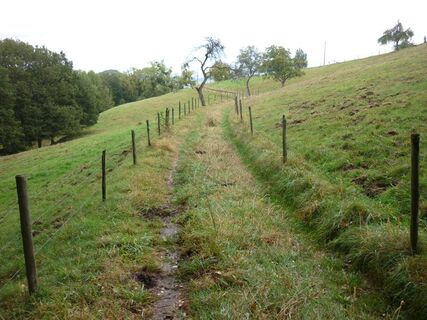 Wiesenweg durch Weideflächen mit alten Obstbäumen am Sirzenicher Bach