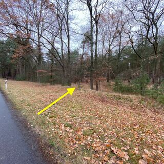 "Eingang" in den Wald auf den Zollweg (Niedersachsen)