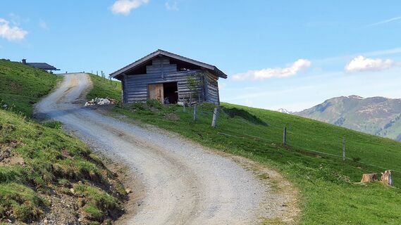 10.7 km Jungkühe im Schatten