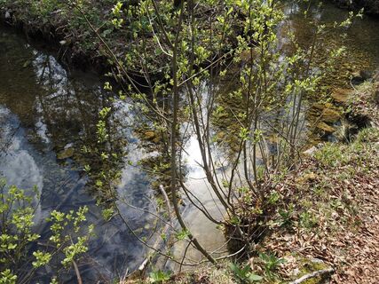 kräuterrundweg in gößl_img_80819373