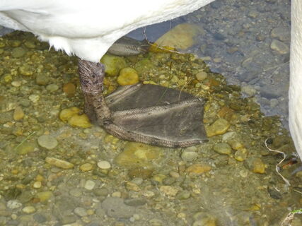 Schwan auf großem Fuß