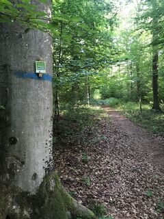 Im Wald unterwegs