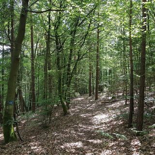 Pfad vom Saufelsen Richtung Schwabfelsen