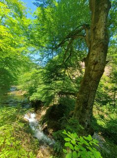 Photo de wanderelke le long du parcours