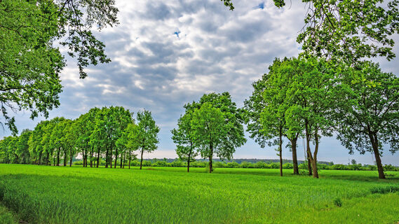 Grünland zwischen Westervesede und dem Rastplatz Veerse