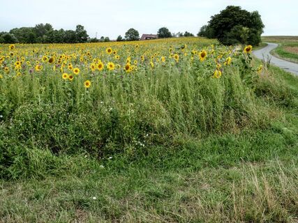Harz-Rundweg 4. Etappe - Sonnenblumenfeld