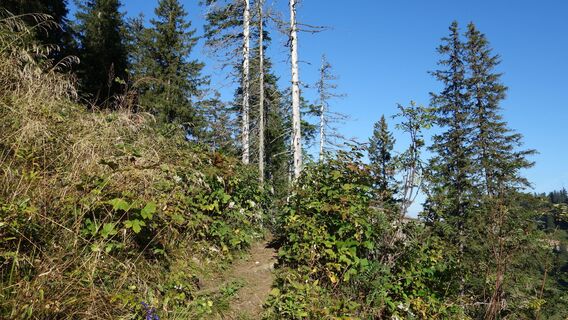 Aufstieg am Sohlenkogel