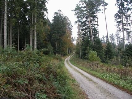 Langforchenweg