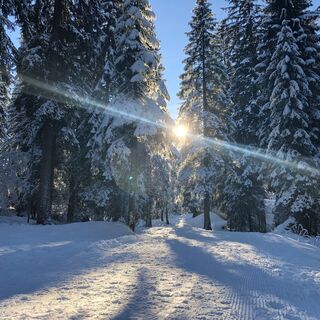 Winterwandern im Wäldele