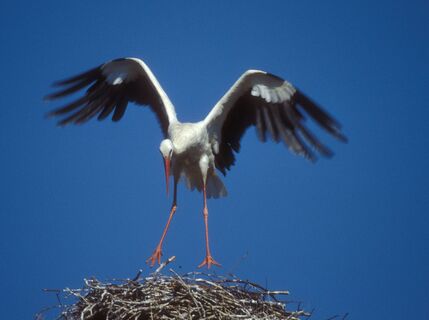 Mit viel Glück ist gar ein Storch zu sehen