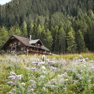 Almgelände Holzalm
