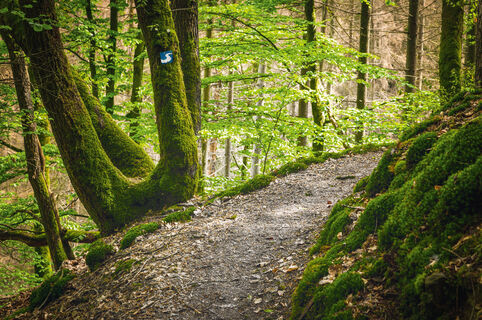Natursteig Sieg Etappe 11