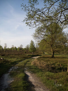 heide-wanderung-bispingen