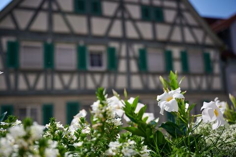 Fachwerkhaus Mundelsheim (Sommer Mundelsheim)