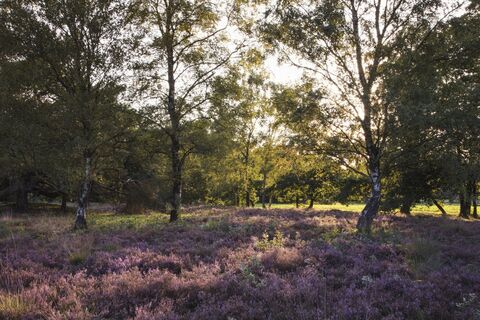 Grabhügelfeld Männige Berge