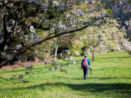 Bergwiesen am Urbanskreuz