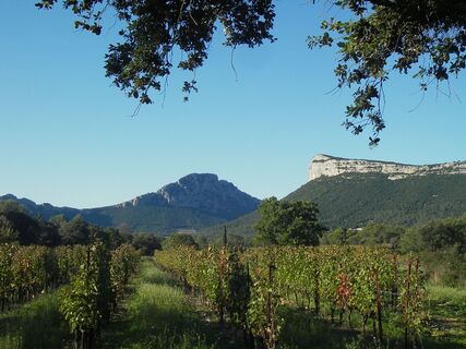 Weinberge in Landschaften0001 ©Gilles Delerue - ADT34
