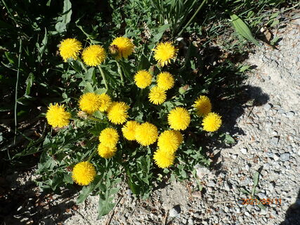 Flora
