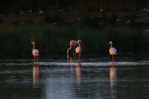 Flamingos im Naturschutzgebiet Zwillbrocker Venn