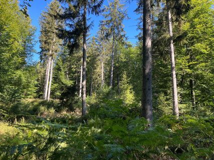 Mischwald im Kleberbachtal