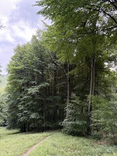 Fotografija s spletne strani Máté Ádám Schultheisz na poti