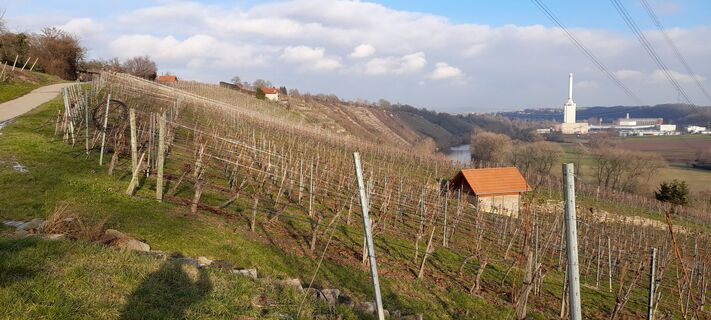Weinberge zwischen Hoheneck und Benningen