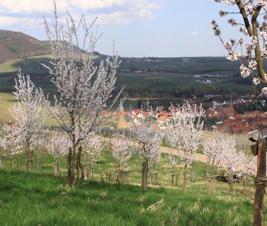 Pfälzer Mandelhain bei Birkweiler/Ranschbach